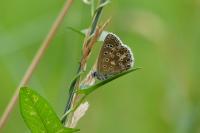 Lysandra bellargus