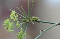 Papilio machaon