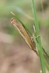 Agriphila tristella