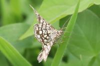 Chiasmia clathrata
