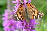 Vanessa cardui