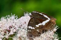 Limenitis camilla