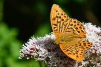 Argynnis paphia