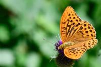 Argynnis paphia