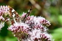 Araschnia levana
