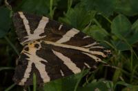 Euplagia quadripunctaria