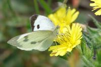 Pieris brassicae