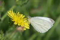 Pieris rapae