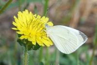 Pieris rapae