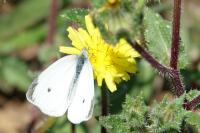 Pieris rapae