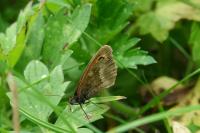 Pyronia tithonus