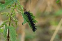 Aglais io