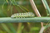 Papilio machaon
