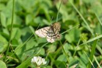 Chiasmia clathrata