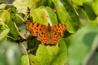Polygonia c-album
