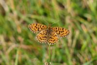 Boloria dia