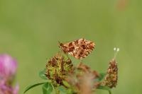 Boloria dia