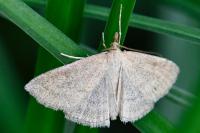 Psammotis pulveralis