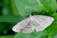 Psammotis pulveralis