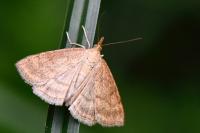 Psammotis pulveralis