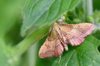 Endotricha flammealis