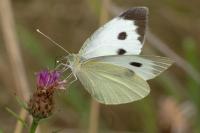 Pieris brassicae