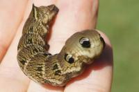 Deilephila elpenor