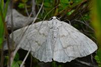 Pseudoterpna pruinata
