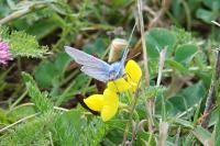 Polyommatus icarus