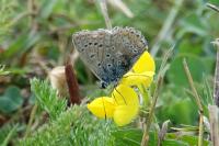 Polyommatus icarus