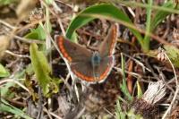 Aricia agestis