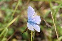 Polyommatus icarus