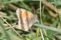 Coenonympha pamphilus