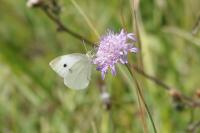 Pieris rapae