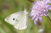 Pieris rapae