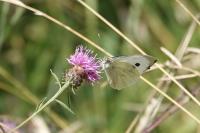 Pieris brassicae
