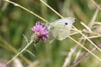 Pieris brassicae
