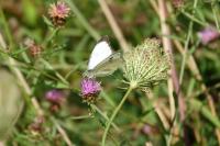 Pieris brassicae