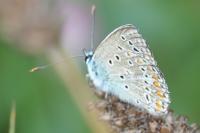 Polyommatus icarus
