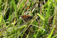 Coenonympha pamphilus