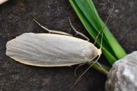 Collita griseola