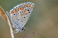 Aricia agestis