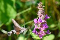 Macroglossum stellatarum