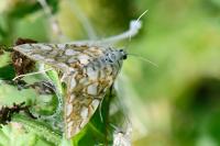 Elophila nymphaeata