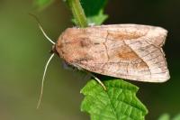 Hydraecia micacea