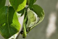 Pieris brassicae