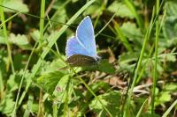 Lysandra bellargus