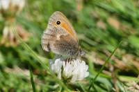 Coenonympha pamphilus