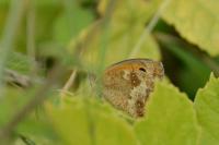 Pyronia tithonus