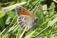 Coenonympha pamphilus
